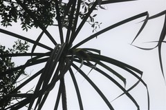 Pandanus furcatus