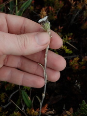 Oritrophium peruvianum