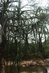 Pandanus furcatus