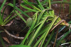 Pandanus furcatus