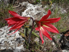 Hippeastrum morelianum