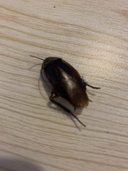 Periplaneta americana