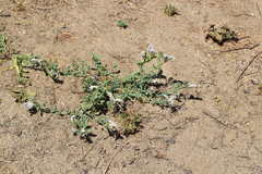 Heliotropium curassavicum