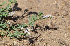 Heliotropium curassavicum