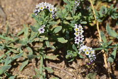 Heliotropium curassavicum