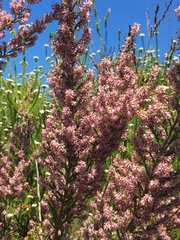 Erica uberiflora