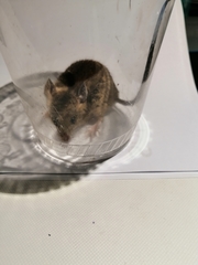 Reithrodontomys gracilis