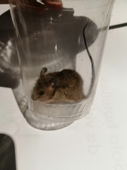 Reithrodontomys gracilis