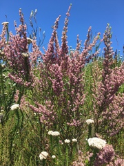 Erica uberiflora
