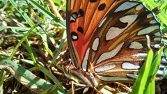 Dione vanillae