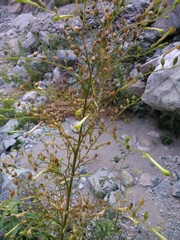 Nicotiana paniculata