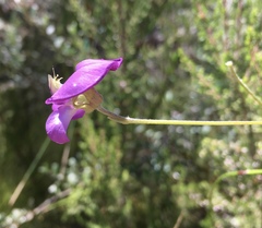 Podalyria buxifolia