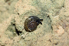 Campylaea illyrica