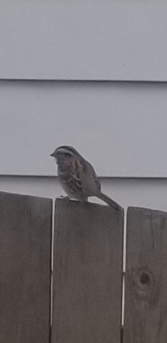 White-throated Sparrow photographed in Pennsylvania