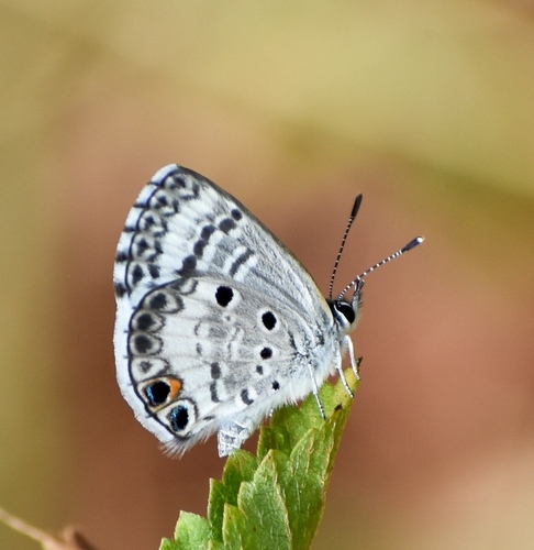 Cyclargus thomasi (Clench, 1941)