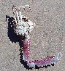 Derilambrus angulifrons