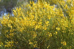 Genista cinerea