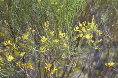 Genista cinerea