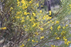 Genista cinerea