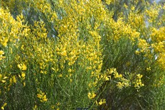 Genista cinerea
