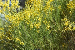 Genista cinerea