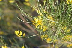 Genista cinerea