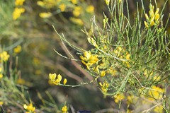 Genista cinerea