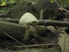 Psathyrella incerta