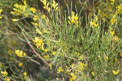 Genista cinerea