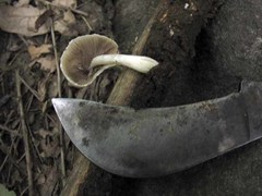 Psathyrella incerta
