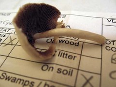 Psathyrella incerta