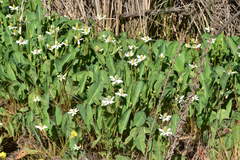 Anemopsis californica