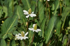 Anemopsis californica