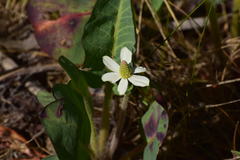 Anemopsis californica