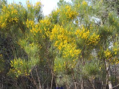 Genista cinerea
