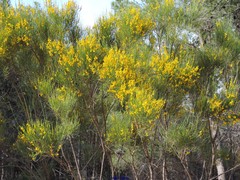 Genista cinerea