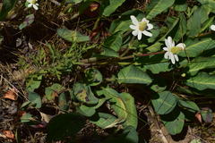 Anemopsis californica