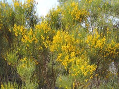 Genista cinerea