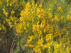 Genista cinerea
