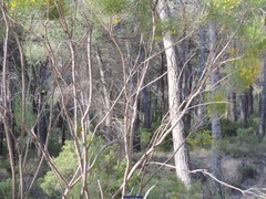 Genista cinerea
