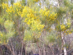 Genista cinerea