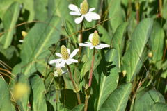 Anemopsis californica