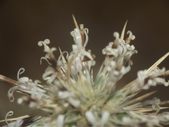 Echinops echinatus