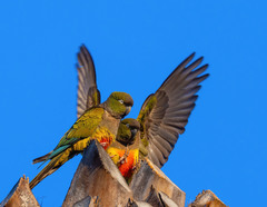 Cyanoliseus patagonus