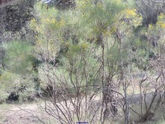 Genista cinerea