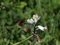 Bombylius medius