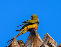 Cyanoliseus patagonus