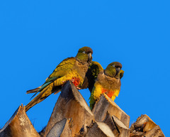 Cyanoliseus patagonus