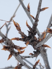 Caragana arborescens