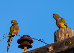 Cyanoliseus patagonus